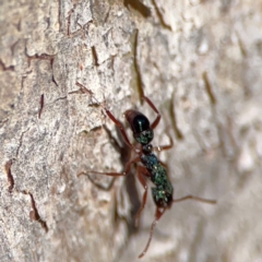 Rhytidoponera aspera at Cuumbeun Nature Reserve - 20 Apr 2024