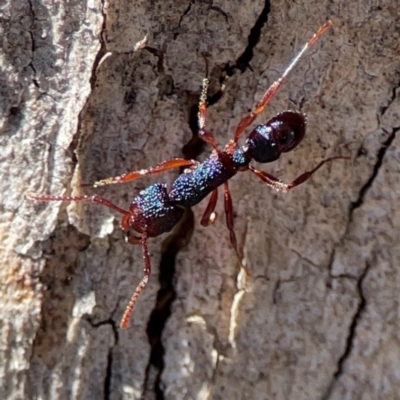 Rhytidoponera aspera (Greenhead ant) at QPRC LGA - 19 Apr 2024 by Hejor1