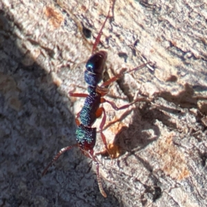 Rhytidoponera aspera at Cuumbeun Nature Reserve - 20 Apr 2024 08:59 AM