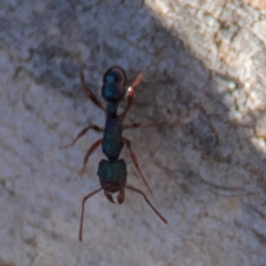 Rhytidoponera aspera at Cuumbeun Nature Reserve - 20 Apr 2024 08:59 AM