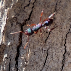 Rhytidoponera aspera at Cuumbeun Nature Reserve - 20 Apr 2024