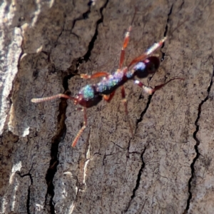 Rhytidoponera aspera at Cuumbeun Nature Reserve - 20 Apr 2024 08:59 AM