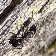 Dolichoderinae (subfamily) at Cuumbeun Nature Reserve - 20 Apr 2024 by Hejor1