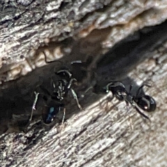 Dolichoderinae (subfamily) at Cuumbeun Nature Reserve - 20 Apr 2024