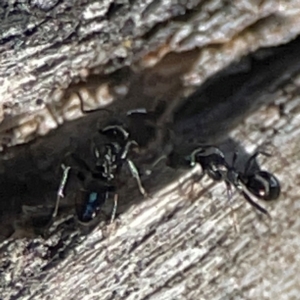 Dolichoderinae (subfamily) at Cuumbeun Nature Reserve - 20 Apr 2024 09:01 AM