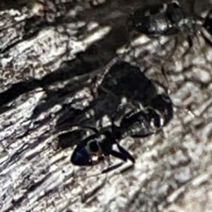 Dolichoderinae (subfamily) at Cuumbeun Nature Reserve - 20 Apr 2024 09:01 AM