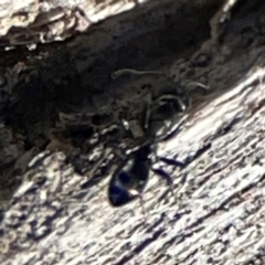 Dolichoderinae (subfamily) at Cuumbeun Nature Reserve - 20 Apr 2024