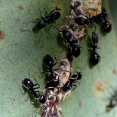 Ochetellus sp. (Unidentified Ochetellus ant) at QPRC LGA - 19 Apr 2024 by Hejor1