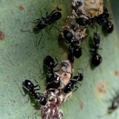 Ochetellus sp. (Unidentified Ochetellus ant) at Cuumbeun Nature Reserve - 19 Apr 2024 by Hejor1