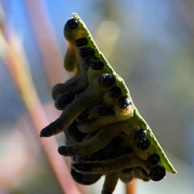 Perginae sp. (subfamily) (Unidentified pergine sawfly) at QPRC LGA - 20 Apr 2024 by Hejor1