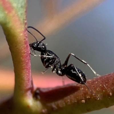 Camponotus sp. (genus) (A sugar ant) at Cuumbeun Nature Reserve - 20 Apr 2024 by Hejor1