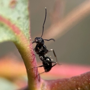 Camponotus sp. (genus) at QPRC LGA - 20 Apr 2024