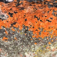 Lichen - crustose at QPRC LGA - 19 Apr 2024 by Hejor1