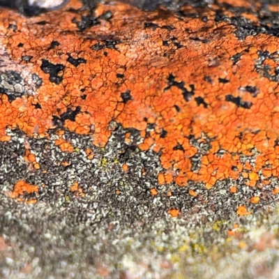 Lichen - crustose at QPRC LGA - 20 Apr 2024 by Hejor1