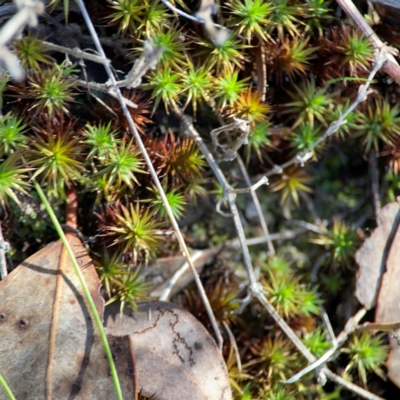 Polytrichaceae sp. (family) at Cuumbeun Nature Reserve - 19 Apr 2024 by Hejor1