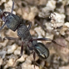 Rhytidoponera sp. (genus) (Rhytidoponera ant) at Cuumbeun Nature Reserve - 19 Apr 2024 by Hejor1