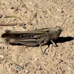 Unidentified Grasshopper (several families) at Mulligans Flat - 19 Apr 2024 by KMcCue
