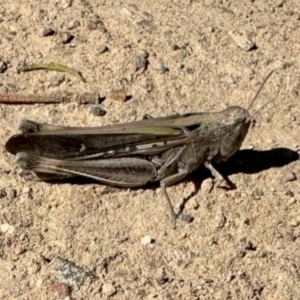 Unidentified Grasshopper (several families) at suppressed by KMcCue