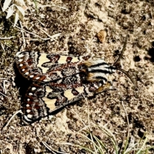 Apina callisto at Sutton, NSW - 19 Apr 2024