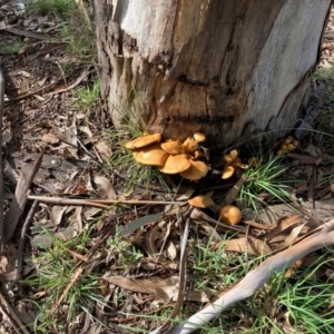 Unidentified Fungus at suppressed by icrawford@iinet.net.au