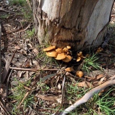 Gymnopilus junonius (Spectacular Rustgill) at Dickson, ACT - 26 May 2022 by icrawford@iinet.net.au