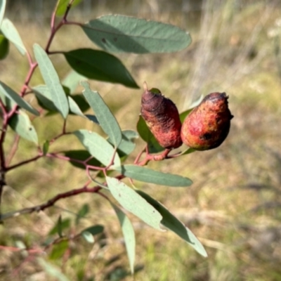 Monophlebulus sp. (genus) at Mulligans Flat - 19 Apr 2024 by KMcCue