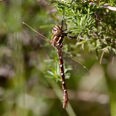 Austroaeschna pulchra (Forest Darner) at Tharwa, ACT - 25 Feb 2024 by KorinneM