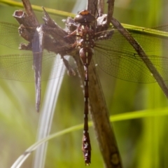 Austroaeschna pulchra at Gibraltar Pines - 25 Feb 2024