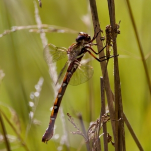 Austroaeschna pulchra at Gibraltar Pines - 25 Feb 2024