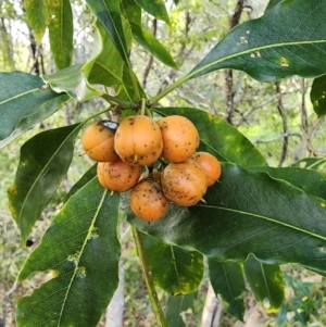 Pittosporum undulatum (Sweet Pittosporum) at Eurobodalla National Park by Steve818