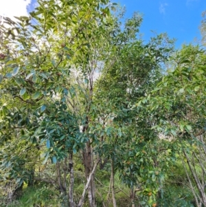 Pittosporum undulatum at Eurobodalla National Park - 20 Apr 2024