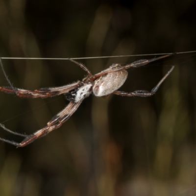 Unidentified Orb-weaving spider (several families) at Sutton, NSW - 18 Apr 2024 by AlisonMilton