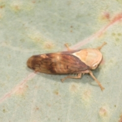 Brunotartessus fulvus (Yellow-headed Leafhopper) at Mulligans Flat - 18 Apr 2024 by AlisonMilton