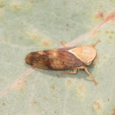 Brunotartessus fulvus (Yellow-headed Leafhopper) at Bonner, ACT - 19 Apr 2024 by AlisonMilton