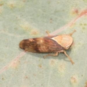 Brunotartessus fulvus (Yellow-headed Leafhopper) at Bonner, ACT by AlisonMilton