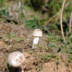 Unidentified Fungus at Ginninderry Conservation Corridor - 20 Apr 2024 by Kurt