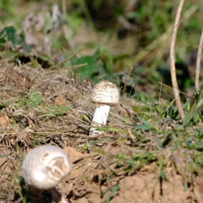 Macrolepiota sp. at Ginninderry Conservation Corridor - 20 Apr 2024 by Kurt