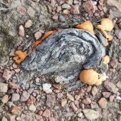 Trametes coccinea at QPRC LGA - 20 Apr 2024