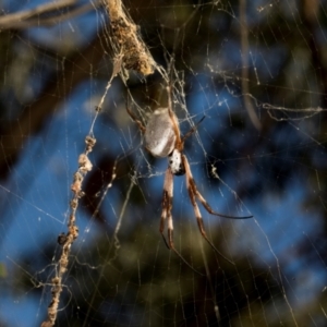 Trichonephila edulis at Mulligans Flat - 19 Apr 2024