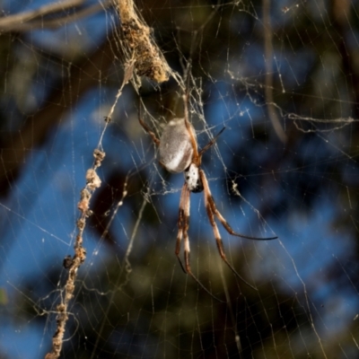 Trichonephila edulis (Golden orb weaver) at Mulligans Flat - 19 Apr 2024 by AlisonMilton