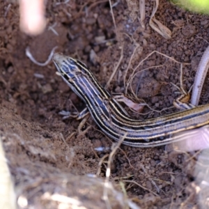 Ctenotus taeniolatus at Ginninderry Conservation Corridor - 20 Apr 2024