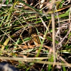 Ctenotus taeniolatus at Ginninderry Conservation Corridor - 20 Apr 2024