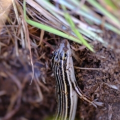 Ctenotus taeniolatus at Ginninderry Conservation Corridor - 20 Apr 2024