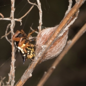 Austracantha minax (Christmas Spider, Jewel Spider) at Mulligans Flat by AlisonMilton