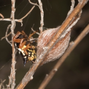 Austracantha minax at suppressed by AlisonMilton