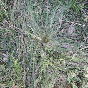 Nassella trichotoma at Mount Majura - 20 Apr 2024