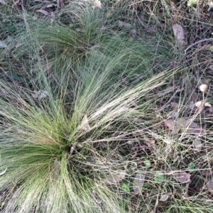 Nassella trichotoma at Mount Majura - 20 Apr 2024