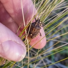 Omyta centrolineata (Centreline Shield Bug) at suppressed - 20 Apr 2024 by clarehoneydove