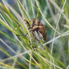 Omyta centrolineata at QPRC LGA - 20 Apr 2024