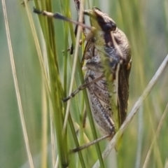 Omyta centrolineata at QPRC LGA - suppressed